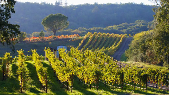 Picture of 2026 Giants Big Orange Weekend